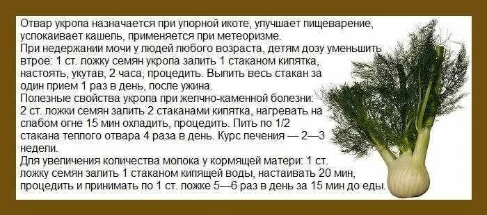 Укроп полезно пить. Отвар из семян укропа. от чего помогают семена укропа. настой семян укропа. njdfh frhjgj.