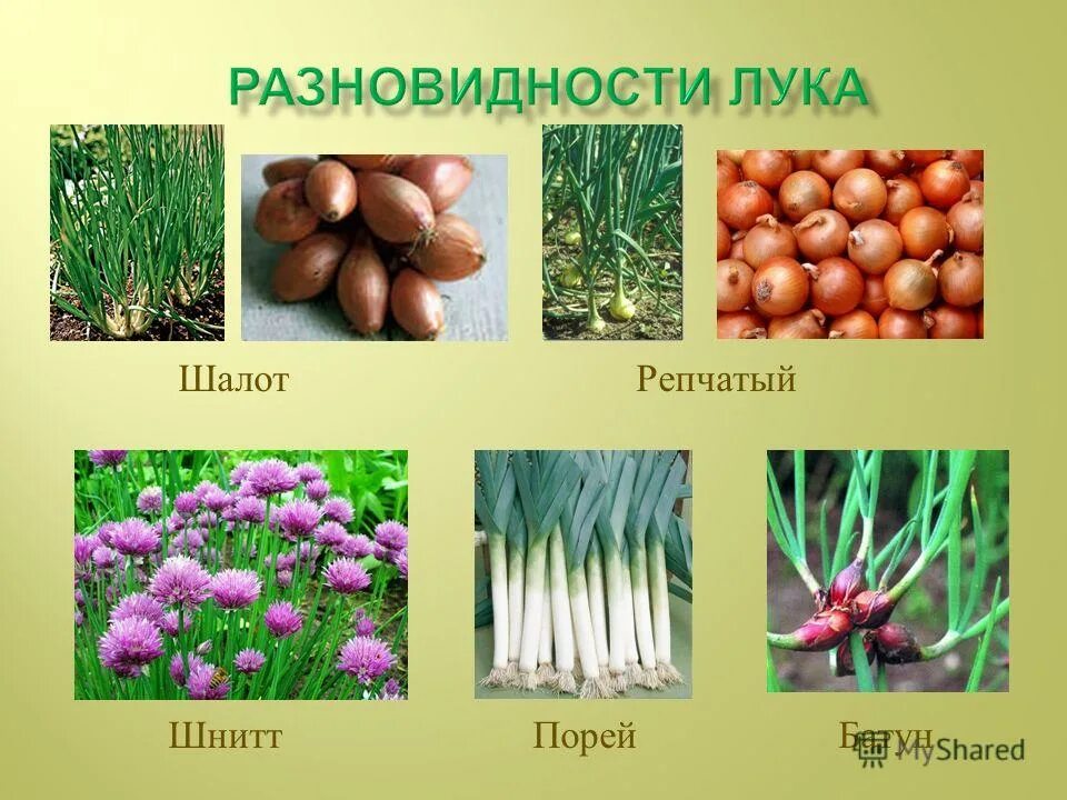 Список луковых