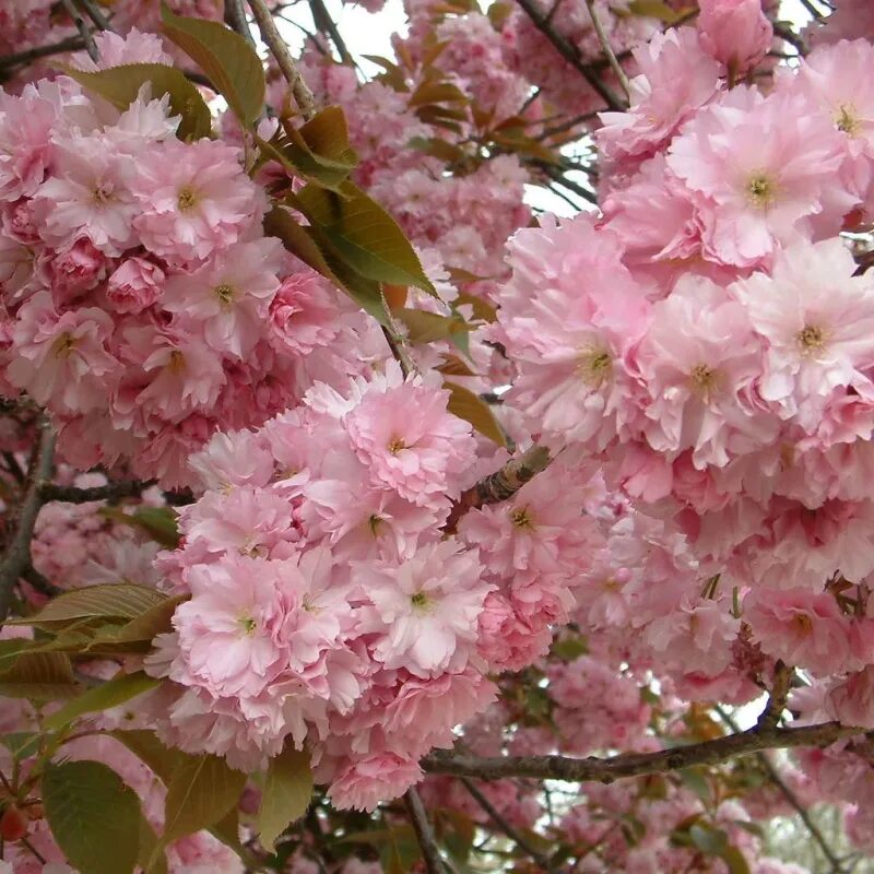 Дерево цветет розовым цветом название. Prunus serrulata (вишня мелкопильчатая). Сакура Канзан. Вишня мелкопильчатая Канзан. Вишня мелкопильчатая Сакура Канзан.