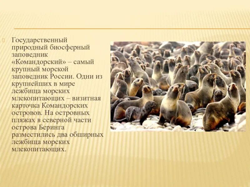 Командорские острова лежбища. Лежбища морских северных котиков на командорских островах. Командорские острова лежбища. Сивуч командорские острова. Курильские острова сивучи.