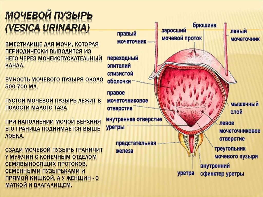 Образование мочеиспускательного канала