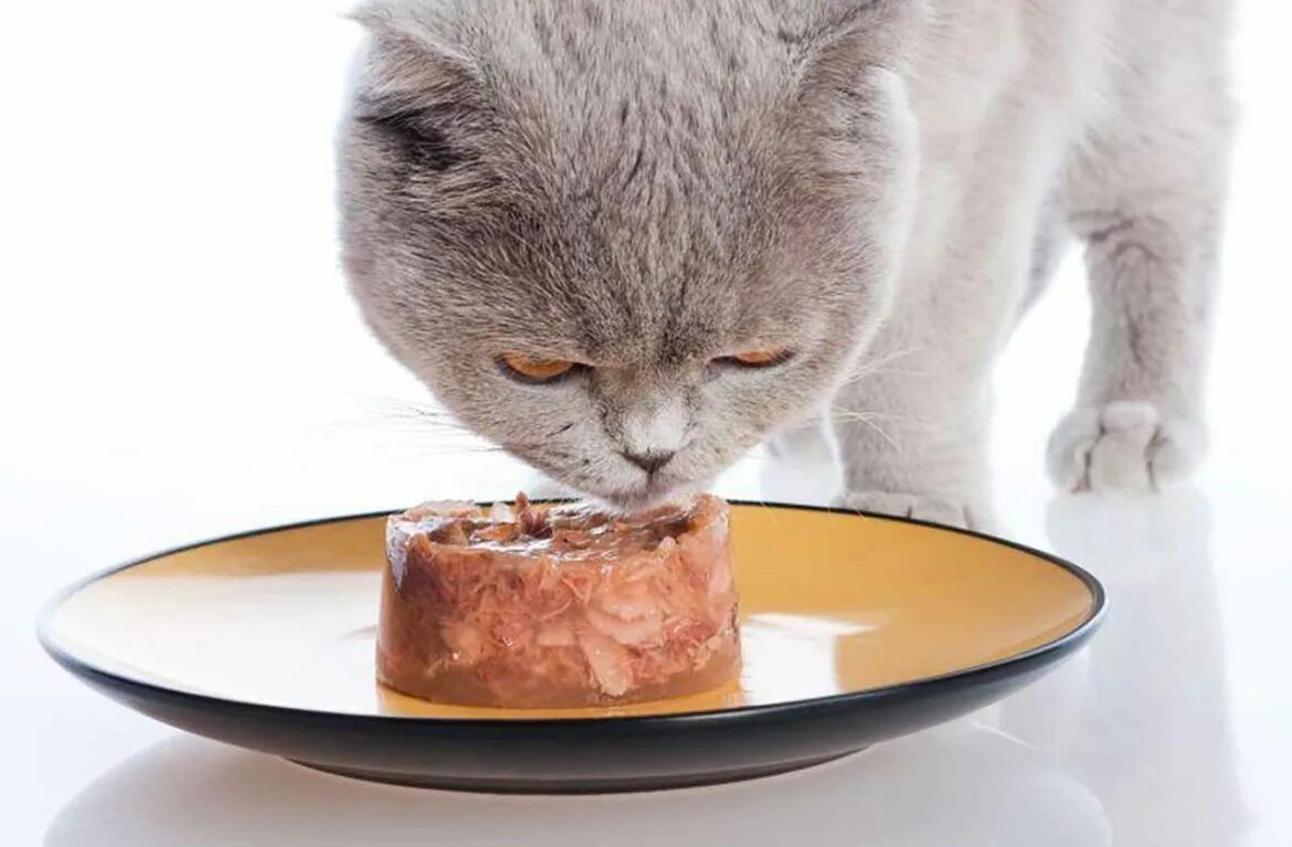 Можно ли давать котенку влажный