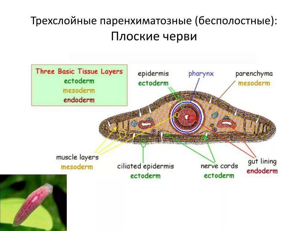 Полость тела плоского червя. Полость тела плоских червей первичная. Строение плоских червей. Полости тела червей. Тип полости тела у животных