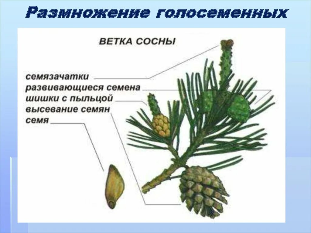 Семязачатки лежат на чешуях шишек. Отдел Голосеменные растения хвойные. Голосеменные сосна обыкновенная. Класс хвойные Голосеменные. Строение хвойных голосеменных растений.