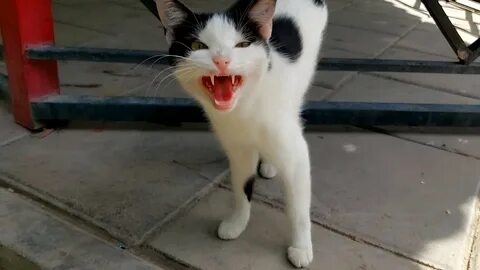 Кот лаки