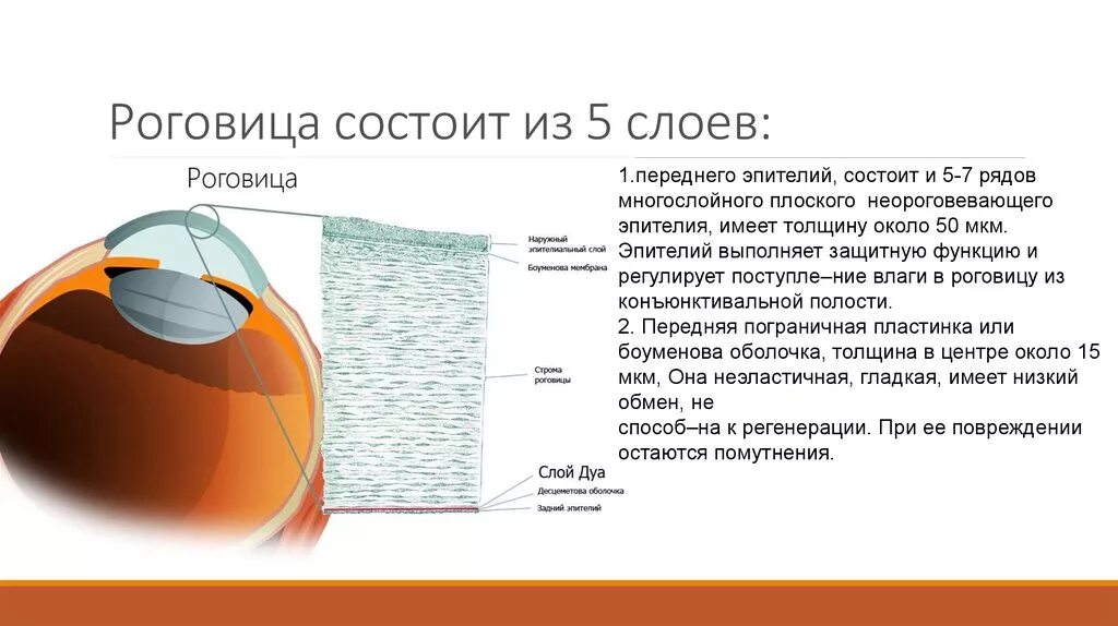 Роговица глаза состоит из 5 слоев. Слой ДЮА роговица. Фиброзная оболочка строение роговицы. Строение роговицы толщина. Роговица образована