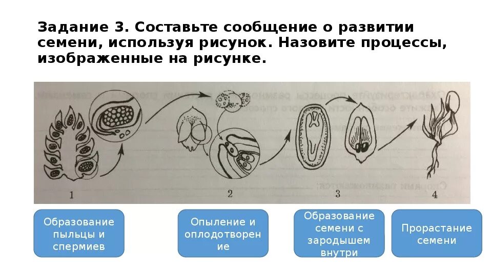 Назовите процесс изображенный на рисунке биология