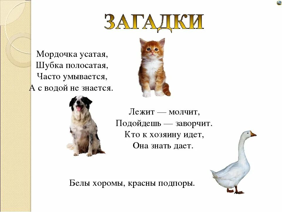 Какие загадки покажи. Загадки для детей 7 лет с ответами короткие про животных. Загадки для детей 1 класс животные. Загадка про животного 1 класс литературное чтение. Загадки для детей про домашних животных с ответами.