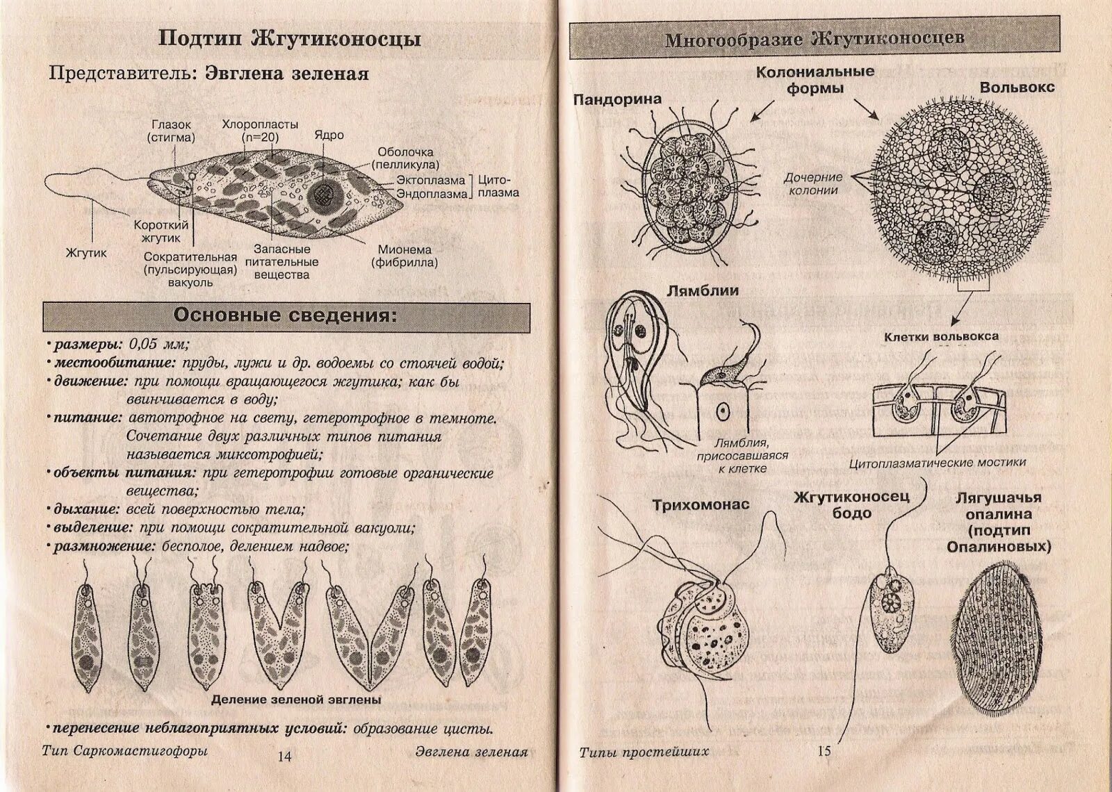 Харчи бодо бодо. Строение жгутиконосца Бодо. Тип жгутиконосцы представители. Жгутиконосцы Бодо размножение. Питание и выделение жгутиконосцев.