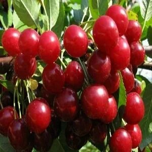 Лучшие дюки для подмосковья