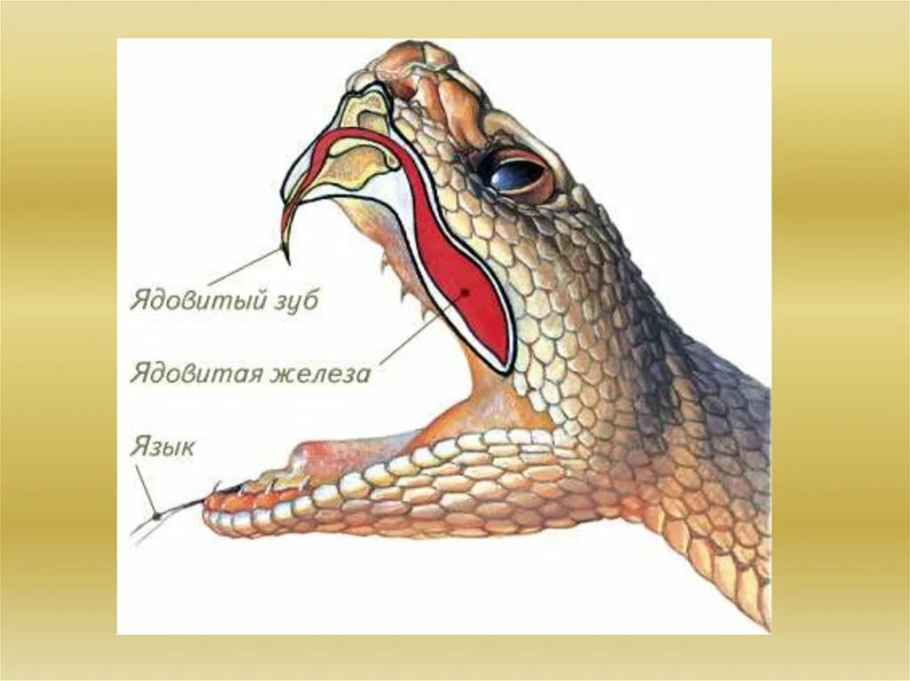 Строение челюсти ядовитой змеи. Органы чувств змеи. Органы чувств пресмыкающихся. Слух змеи