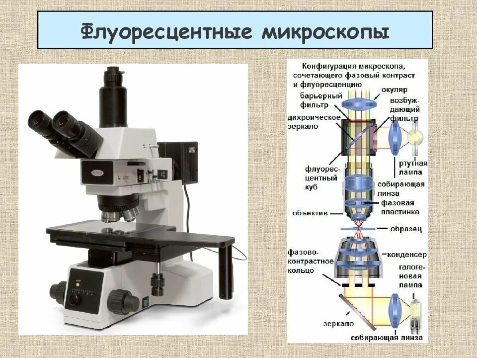 Микроскоп является. Строение микроскопа макровинт. световая микроскопия флуоресцентная микроскопия. флуоресцентный микроскоп строение. ультрафиолетовая микроскопия строение микроскопа.
