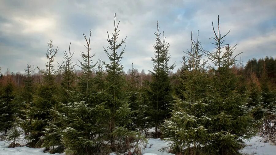 Пихта подлесок. Christmas tree farm. Пихта сибирская темнохвойная тайга. Как растет елка. Лес пихта кедр.