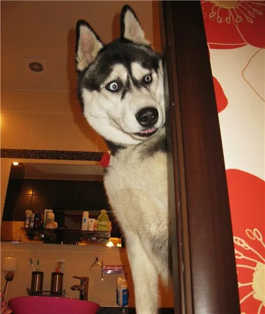 crashed and burned !!! Siberian husky puppies, Dogs, Cute husky