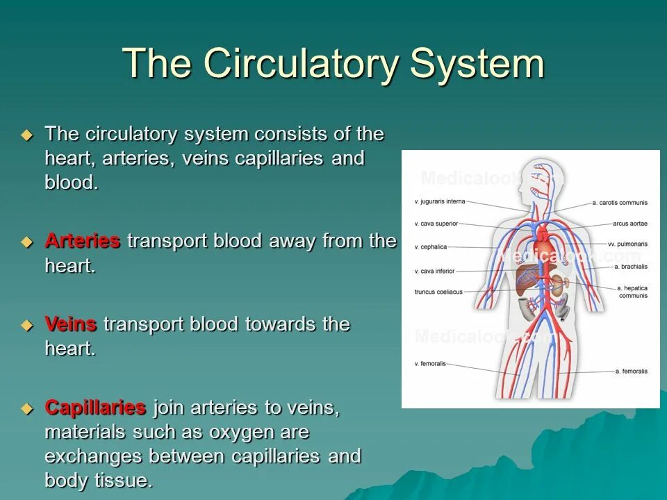 Cardiovascular System. The structure of the Circulatory System. Blood circulation System. Circulatory System functions.