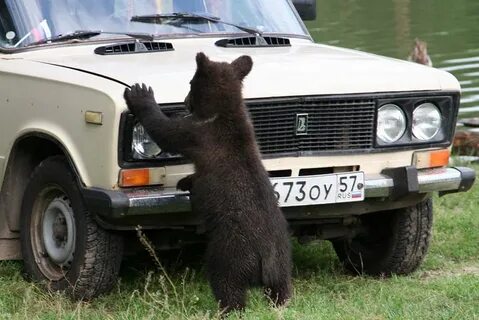 Медведь авто