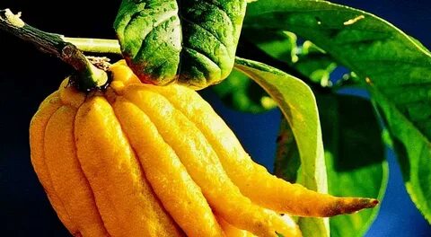 Rare fruit