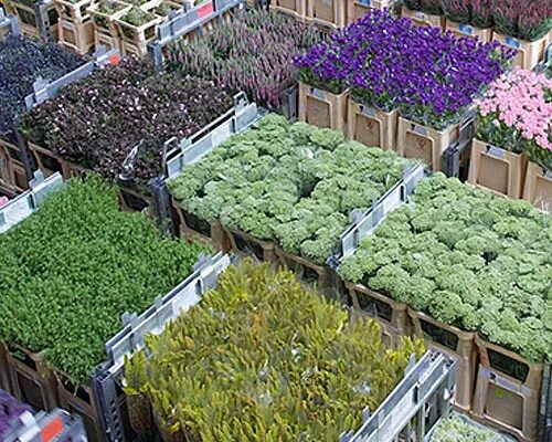 блэк баккара на рижской площади. блэк баккара цветы рижская. блэк баккара магазин декор. цветочный магазин блэк баккара на рижской. блэк баккара рижская.