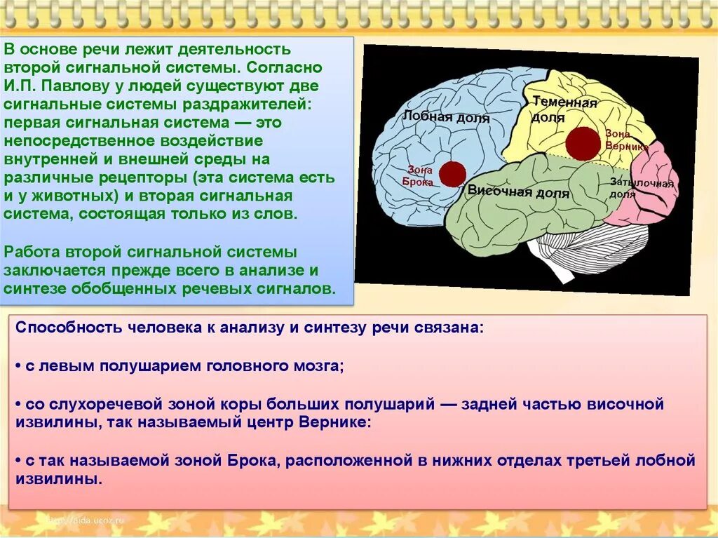 Способность к анализу и синтезу. Локализация первой и второй сигнальной системы. Нарушение функций второй сигнальной системы. Речь первая и вторая сигнальная система. Сигнальные системы головного мозга.