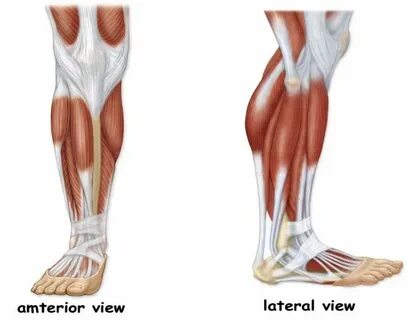 Lower leg
