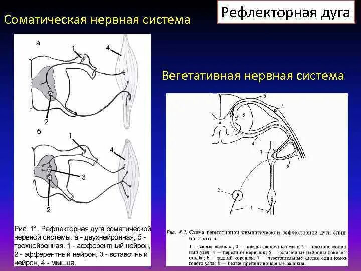 Дуги вегетативной нервной системы. Нервная дуга соматического рефлекса. Строение вегетативной рефлекторной дуги. Компоненты рефлекторной дуги соматического рефлекса. Схема рефлекторной дуги вегетативного рефлекса.