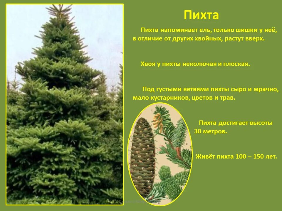 Пять пихт задача. Ель елка сосна пихта. хвойные деревья ель сосна пихта кедр. паспорт хвойного дерева пихта. хвойный лес пихта ель.