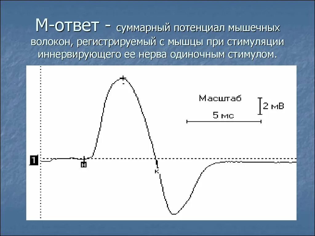 М ответ при ЭНМГ. М-ответ на ЭМГ. М-ответ при электромиографии соответствует потенциалу возникающему. М-ответ при электромиографии.