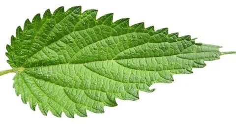 Ол мысығына қалақай жабыстырды.