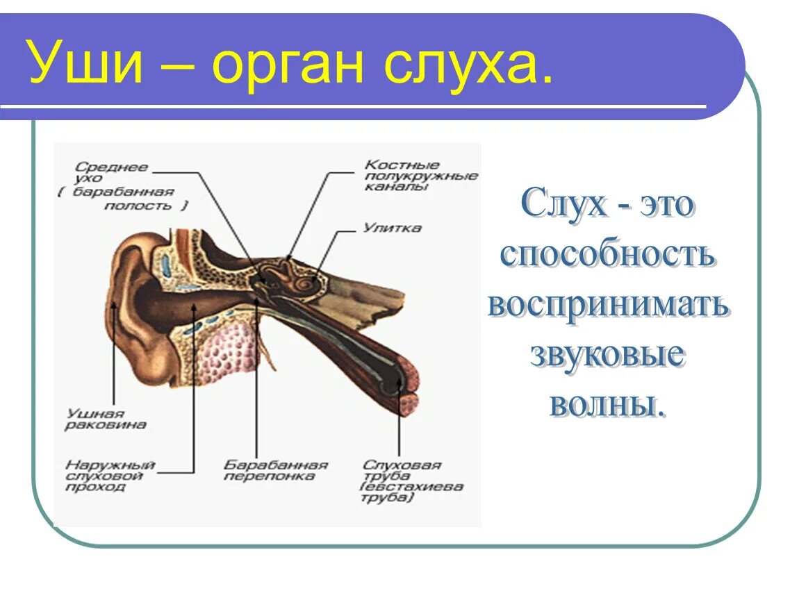 Органы чувств человека интересные факты 3 класс. Орган слуха. Органы чувств. Органы слуха для 3 класса по окружающему миру. Органы чувств человека 3 класс.