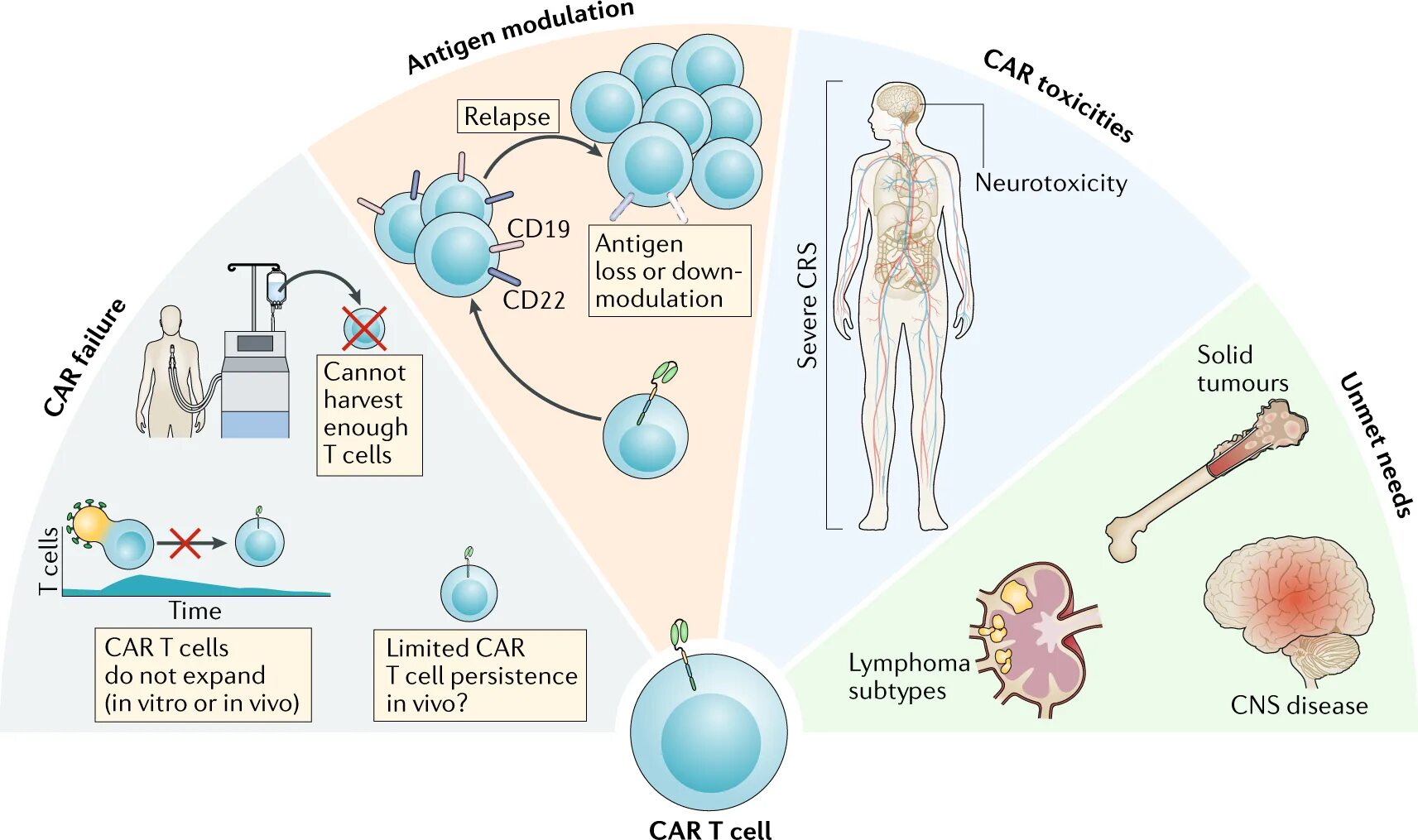 Car-т клеточная терапия. Car t Cell Therapy. Chimeric antigen receptor t-Cell Therapy. Т-клетки car-t.