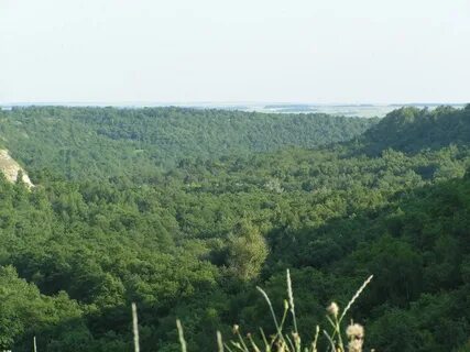 Саратовская область поляна