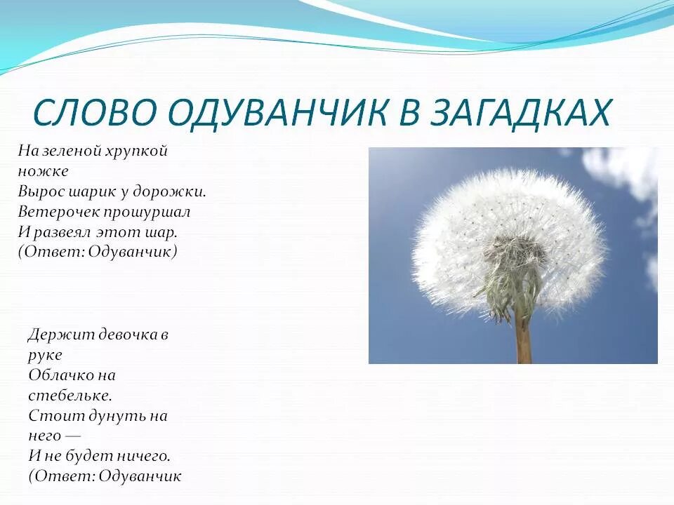 Одуванчик высотская 2 класс. Загадка про одуванчик. Загадка про одуванчик для дошкольников. Загадка про одуванчик для детей. Стих про одуванчик.