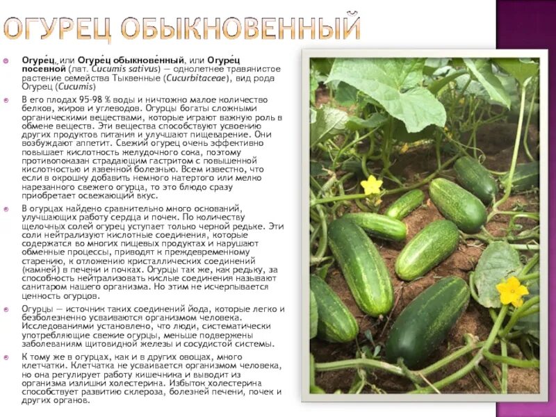 Огурец повышает кислотность. Огурец посевной. растения семейства тыквенных. строение огурца. огурец обыкновенный.