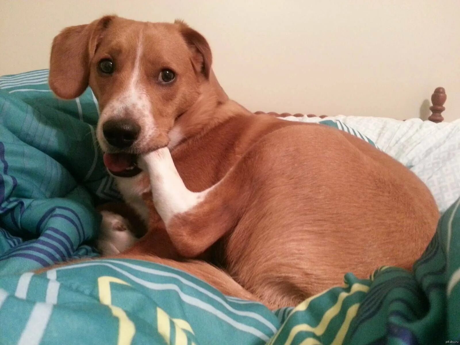 Собака почесывается. Собаку постоянно. Собаку постоянно. Щенок зевает. Осмотр ветеринара.