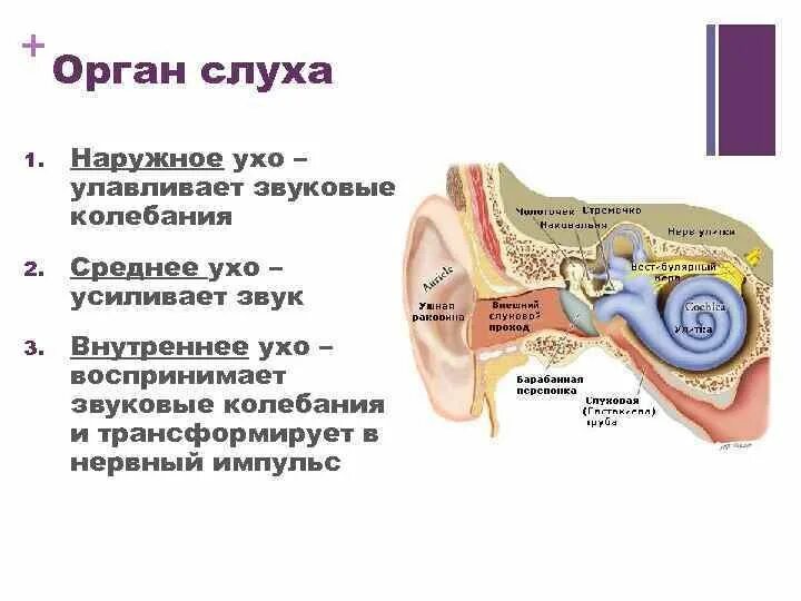 Анализатор усиливающий звуковые колебания. Слуховой анализатор наружное ухо среднее ухо. Строение уха слуховой анализатор усиливающая звуковые колебания. Строение уха передача звука.