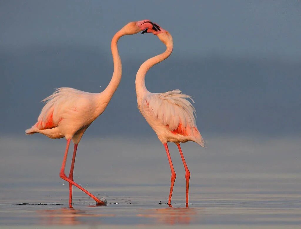 Розовый Фламинго. Обыкновенный Фламинго. Африканский Фламинго. СОЛОМЕД Фламинго. Красив фламинго