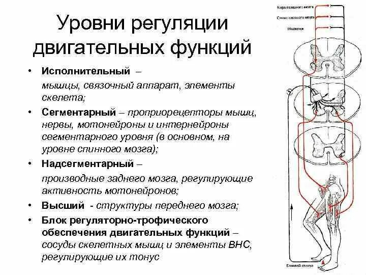 Двигательные системы уровни организации локомоций. Уровни регуляции двигательных функций физиология. Сегментарный уровень регуляции Ода.. Уровни регуляции функций механизмы регуляции.