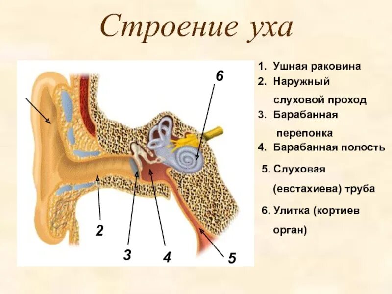 Ушная раковина наружный слуховой проход барабанная перепонка. Строение уха человека евстахиева труба. Строение уха человека. Строение уха анатомия. Барабанная перепонка и раковина