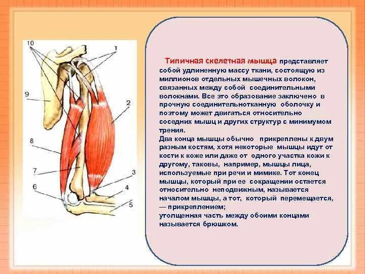 Мышечная система презентация. Сокращение мышц. Типичная Скелетная мышца. Мышца это орган.