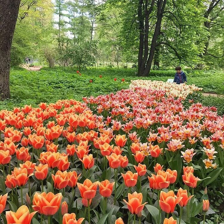 Никитский ботанический сад парад тюльпанов. Ботанический сад аптекарский огород. Никитский ботанический сад тюльпаны. Никитинский ботанический сад. Тюльпаны в аптекарском огороде 2022.