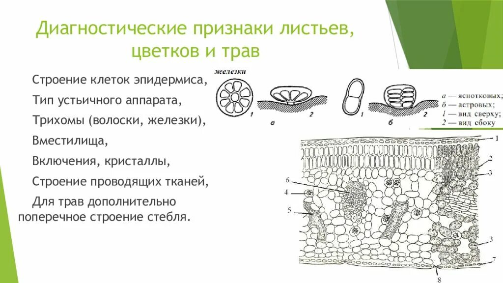 Макроскопический анализ лекарственного растительного. Макроскопический анализ лекарственного растительного сырья. Диагностические признаки листьев. Микроскопический анализ ЛРС. Строение устьичного аппарата.