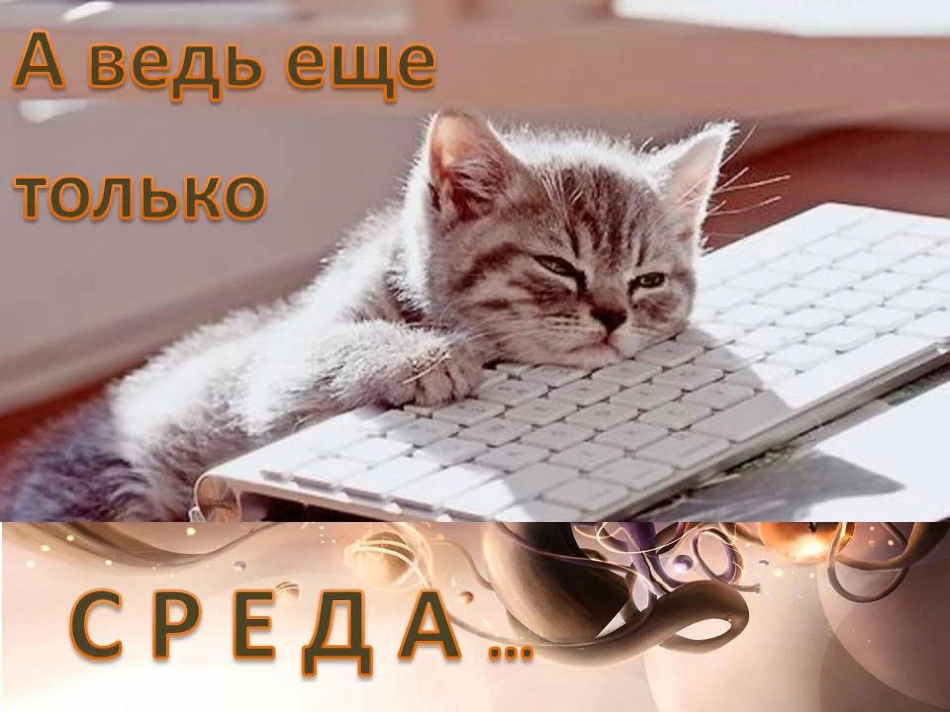 Доброе утро среда пришла неделя прошла. Доброе утро среда. кот хорошей среды. открытки с добрым утром среды прикольные. поздравление со средой.
