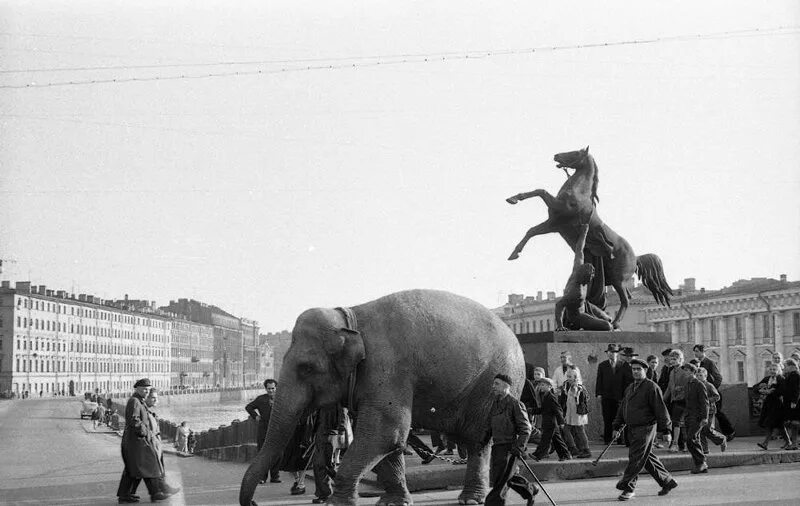 Ленинград большая и толстая. По улицам слона водили Евзерихин. Слоны на Невском проспекте. Слоны в Петербурге.