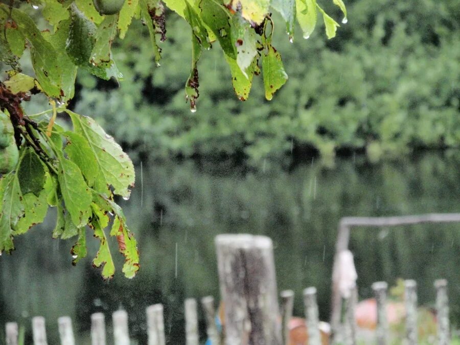 Воробей своим крылом в песке купаясь трепещет. Купаяся трепещет. Купаяся трепещет. Купаяся трепещет. Купаяся трепещет.