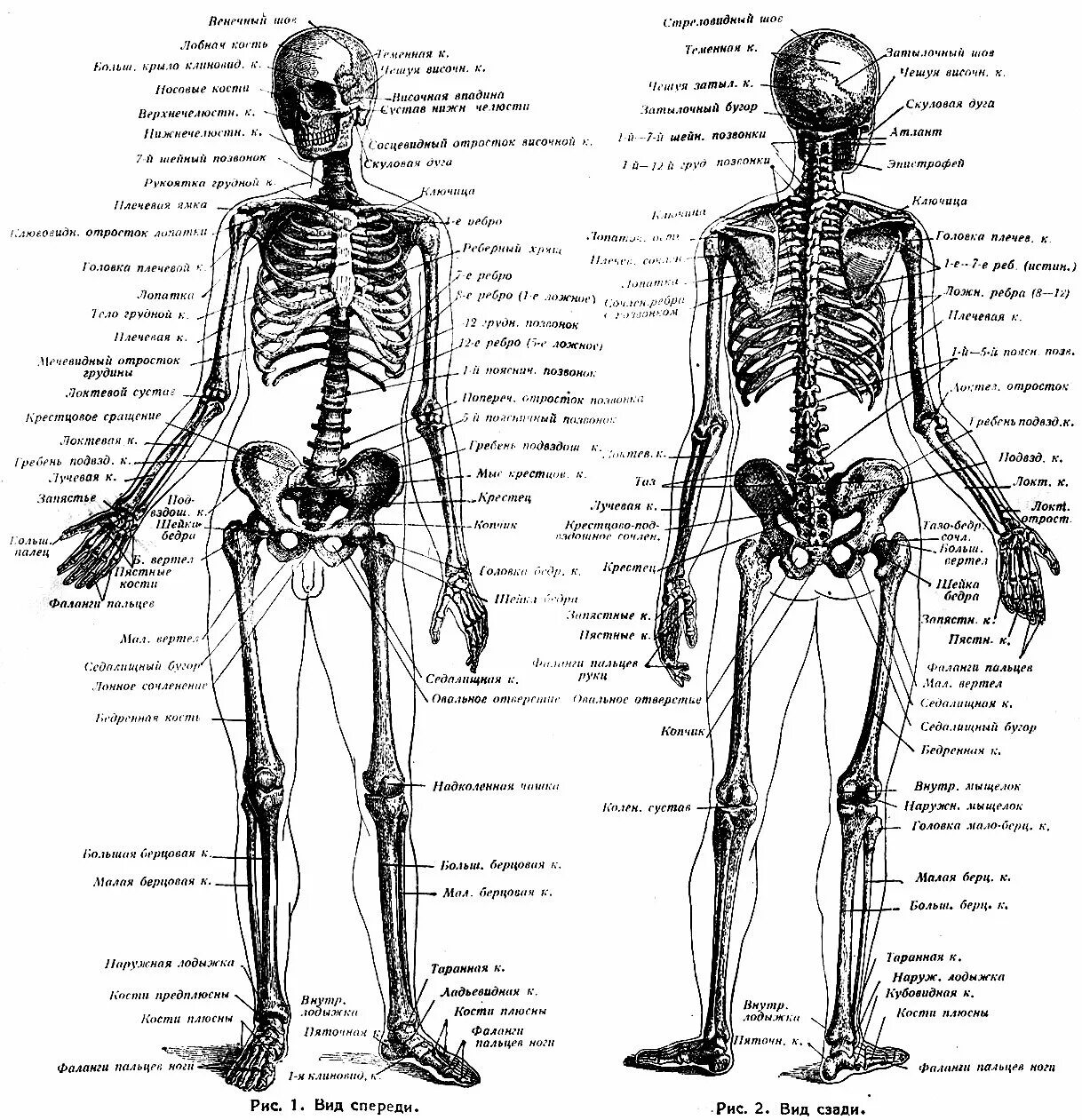 Подпишите названия костей скелета. Строение скелета человека спереди.
