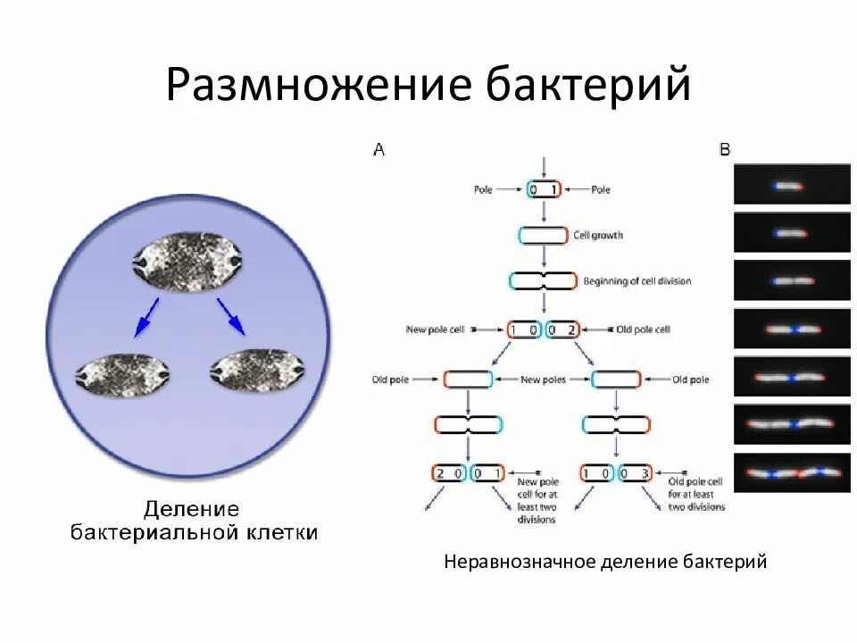 Размножение бактерий примеры. Схема размножения бактериальной клетки. Размножение бактерий схема. Рост и способы размножения бактерий микробиология. Типы роста бактерий.