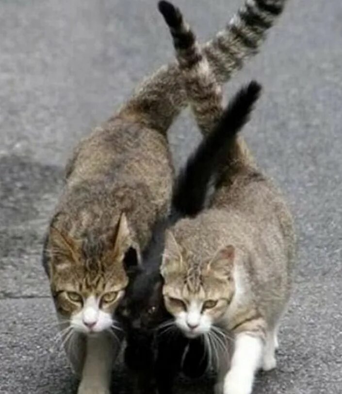 Смешные голодные животные. Майли сайрус на сцене пенис. Майли сайрус с надувным. Шлёпки мем коты. Забавная выходка.