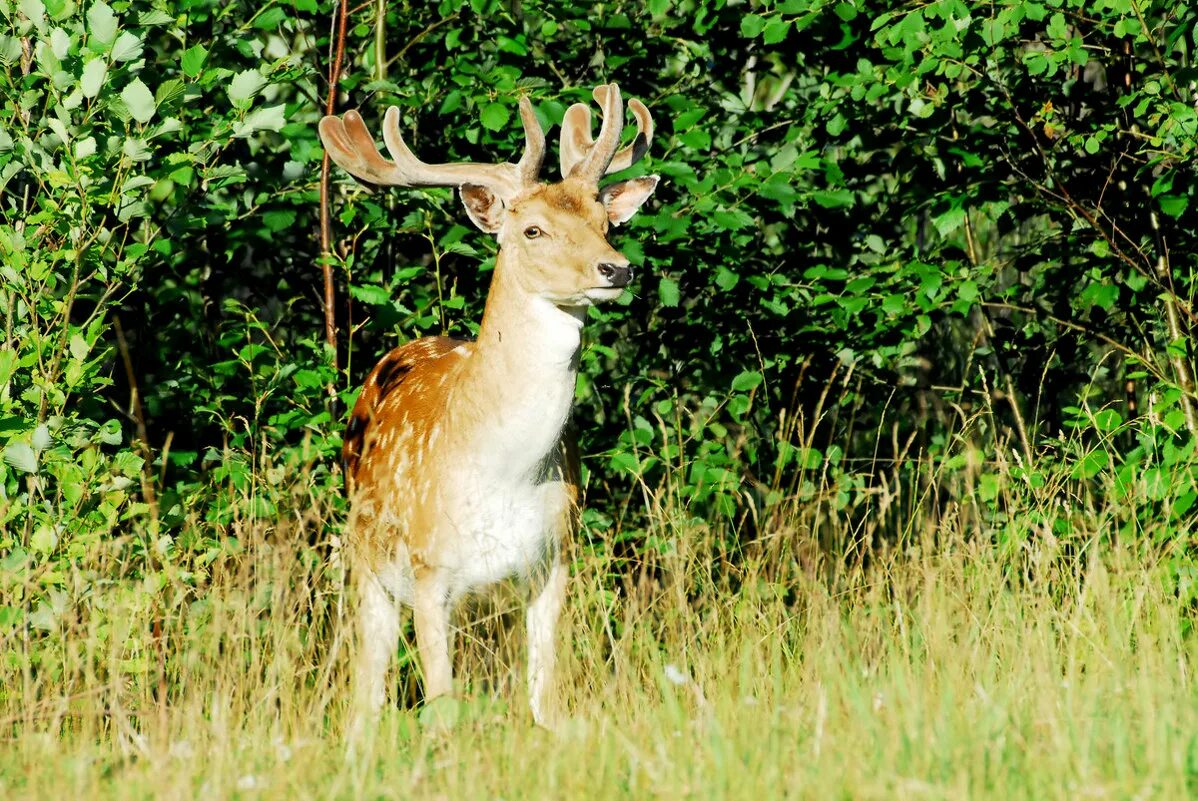 Кричащий олень. Муфлон винторогий. Рогатый 2. Голова буйвола. Винторогая антилопа куду.