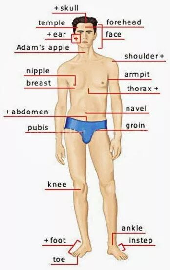 Ca part of body. Body parts.