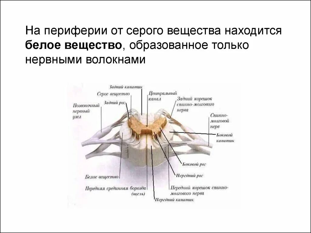 Передние и задние рога сегментов спинного. Строение сегмента спинного мозга. Поперечный разрез сегмента спинного мозга. Нервная система спинной мозг анатомия. 1. Строение спинного мозга.